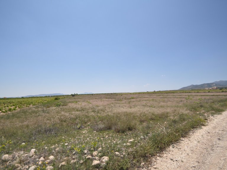 Plot for Sale in Pinoso, Alicante 9