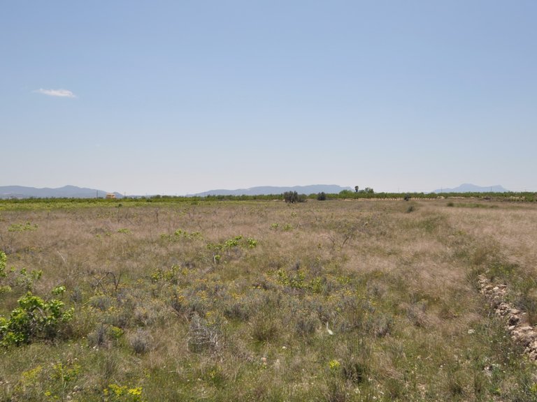 Plot for Sale in Pinoso, Alicante 1