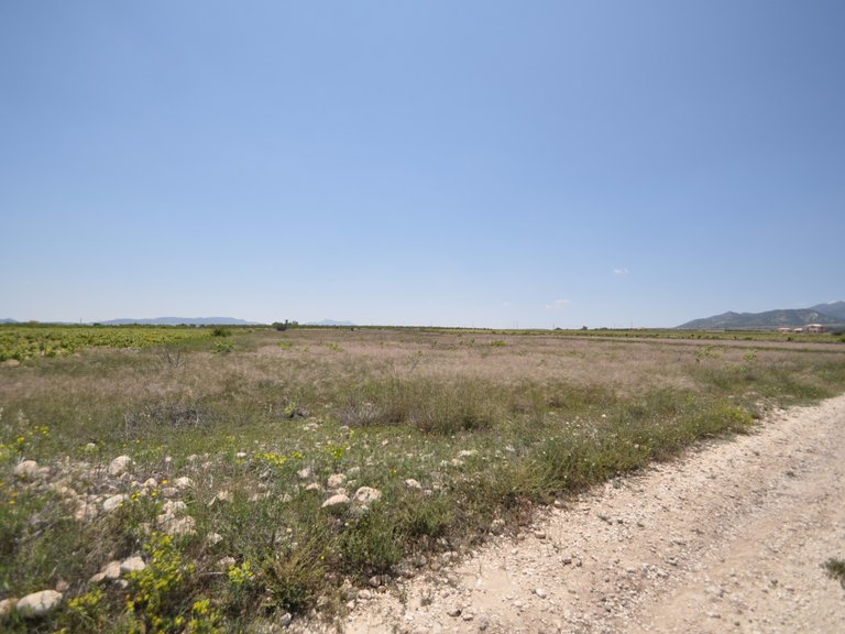 Plot for Sale in Pinoso, Alicante 11