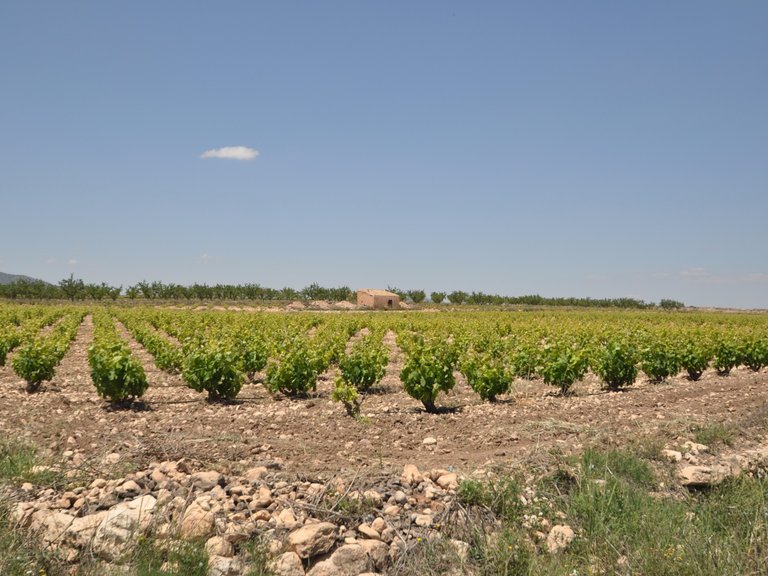Plot for Sale in Pinoso, Alicante 17