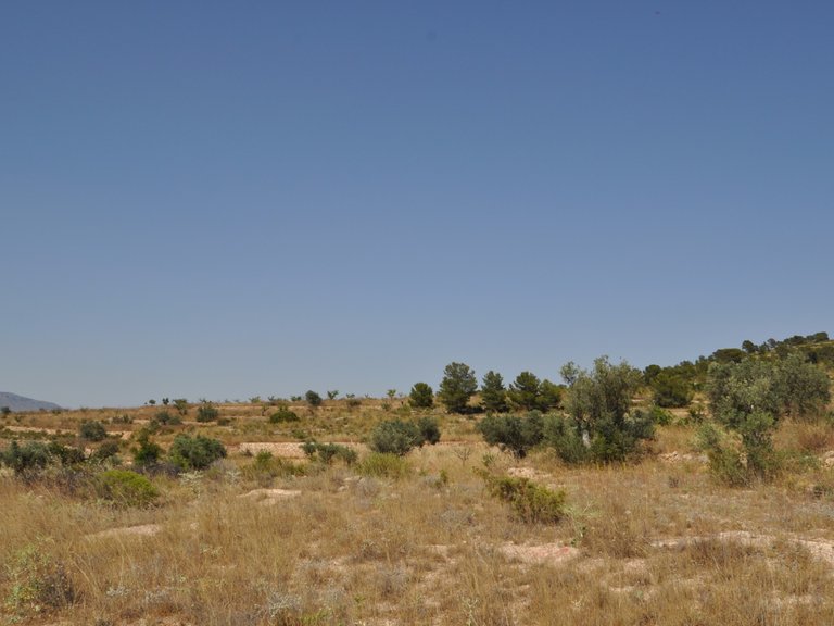 Plot for Sale in Pinoso, Alicante 4