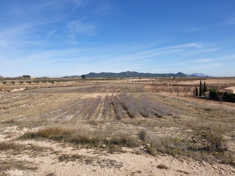Plot for Sale in Pinoso, Alicante 5