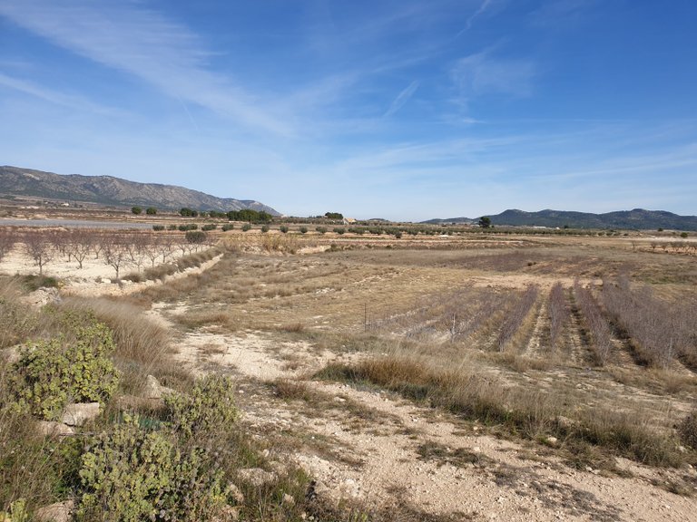 Plot for Sale in Pinoso, Alicante 4