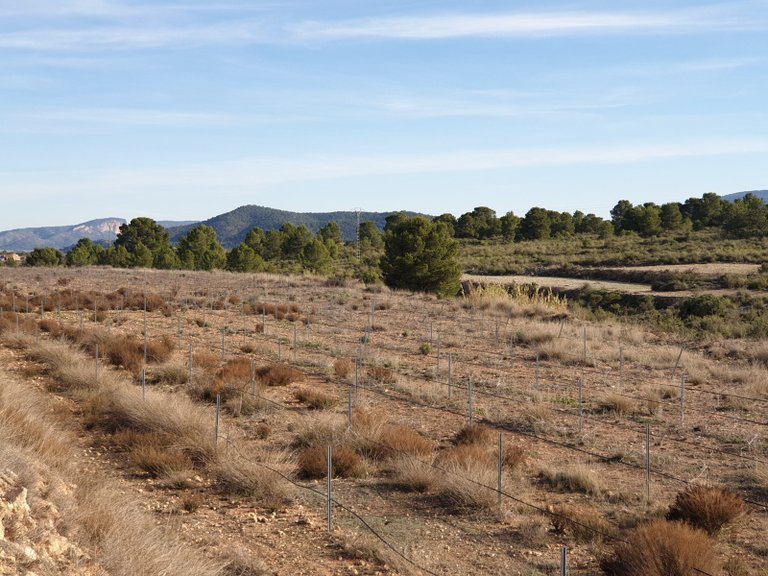 Plot for Sale in Pinoso, Alicante 14