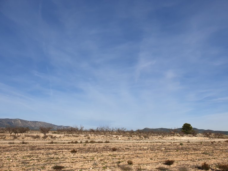 Plot for Sale in Pinoso, Alicante 3