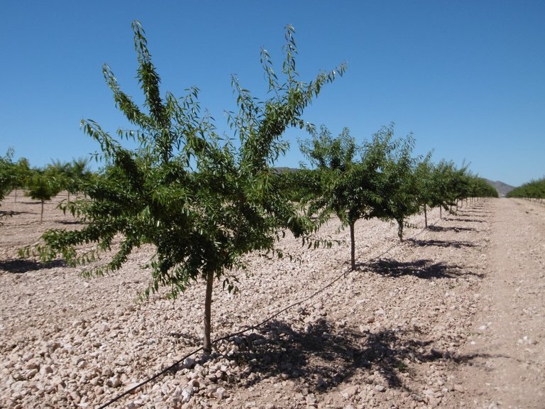 Plot for Sale in Yecla, Murcia 3