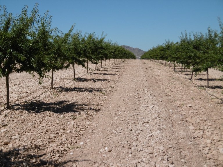 Plot for Sale in Yecla, Murcia 12