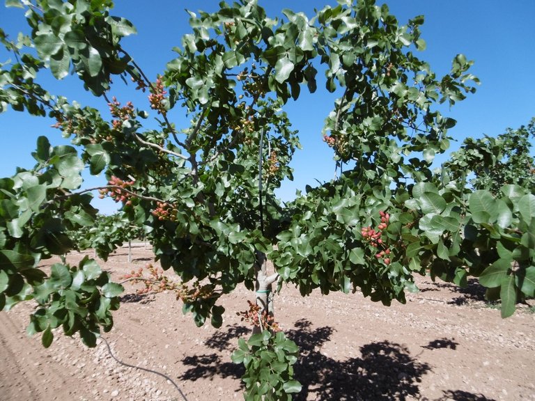 Plot for Sale in Yecla, Murcia 9