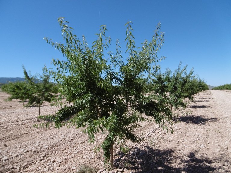 Plot for Sale in Yecla, Murcia 11