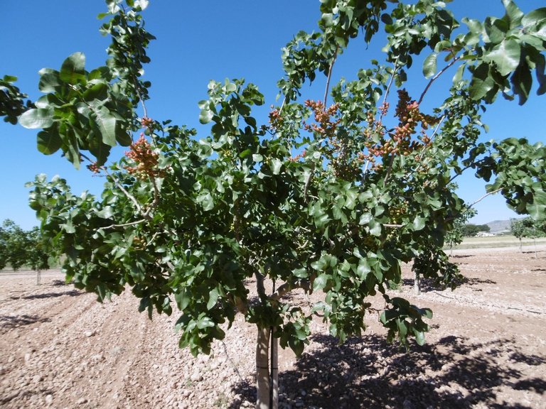 Plot for Sale in Yecla, Murcia 10