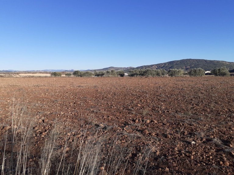 Plot for Sale in Pinoso, Alicante 2
