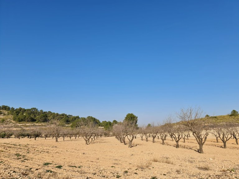 Plot for Sale in Jumilla, Murcia 4