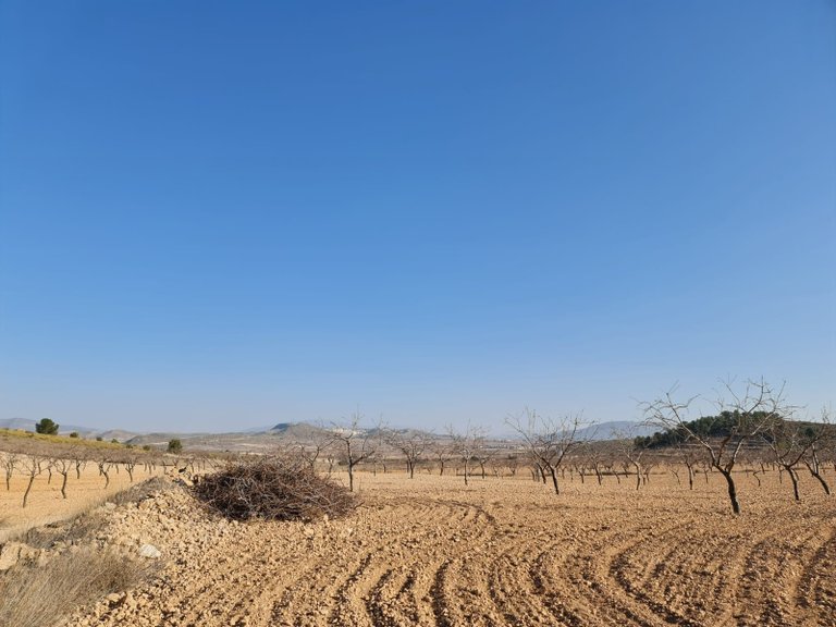 Plot for Sale in Jumilla, Murcia 10