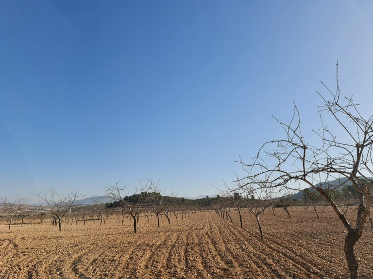 Plot for Sale in Jumilla, Murcia 7