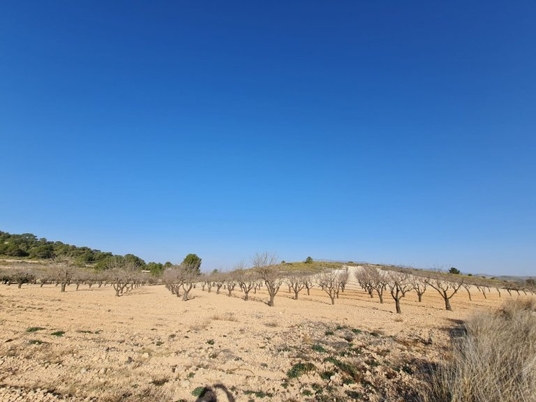 Plot for Sale in Jumilla, Murcia 14