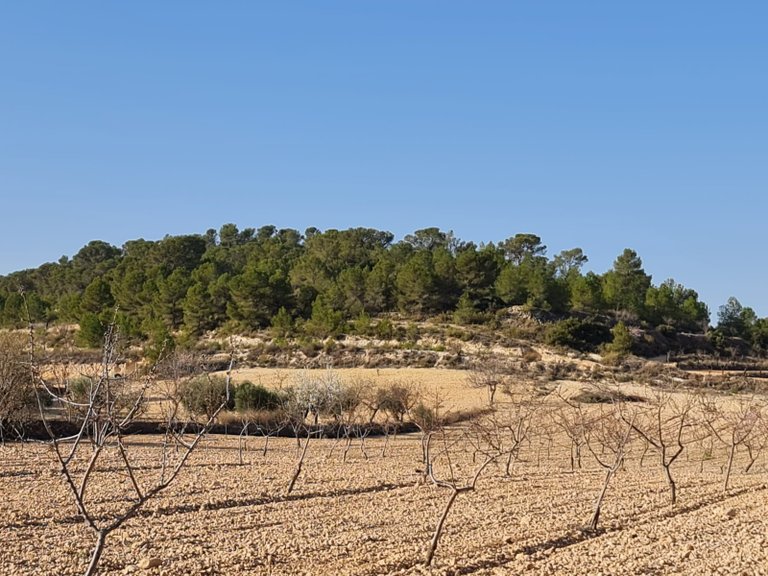 Plot for Sale in Jumilla, Murcia 13