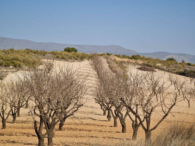 Plot for Sale in Jumilla, Murcia 1