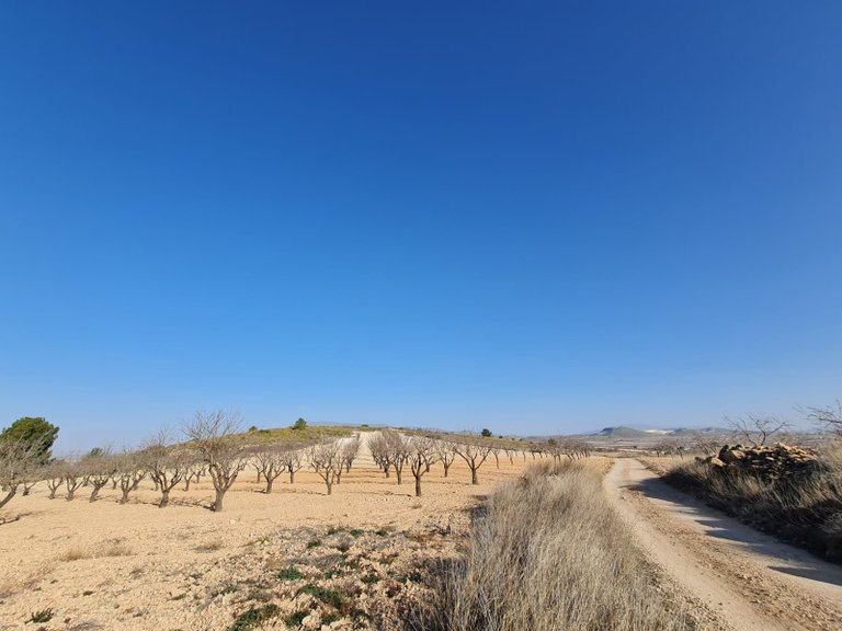 Plot for Sale in Jumilla, Murcia 15