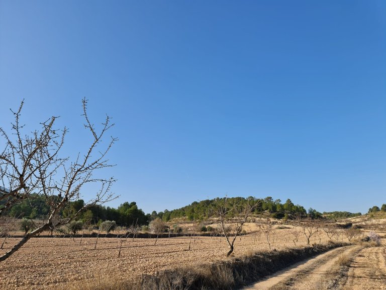 Plot for Sale in Jumilla, Murcia 6