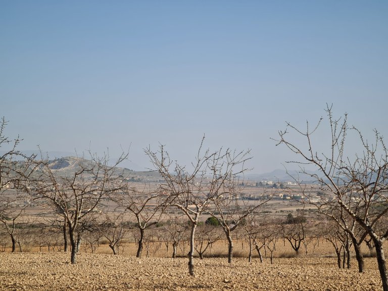 Plot for Sale in Jumilla, Murcia 11