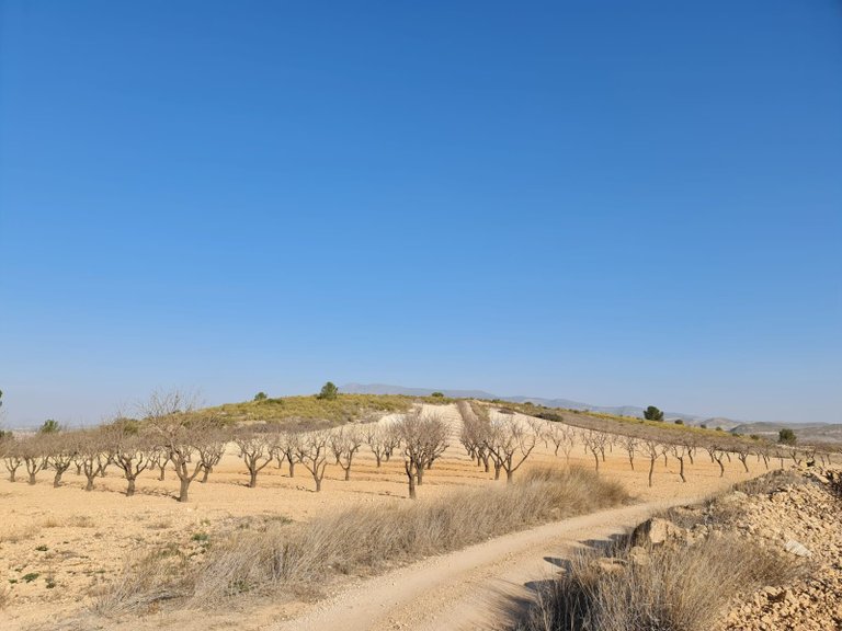 Plot for Sale in Jumilla, Murcia 8
