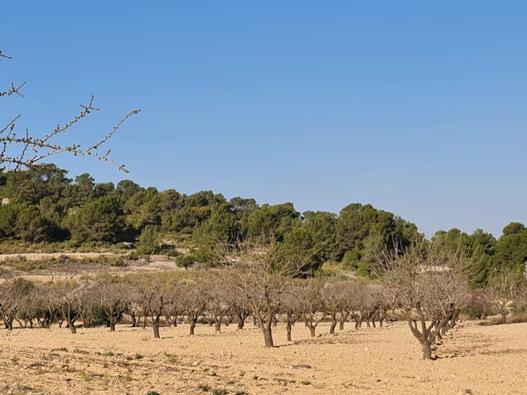 Plot for Sale in Jumilla, Murcia 12