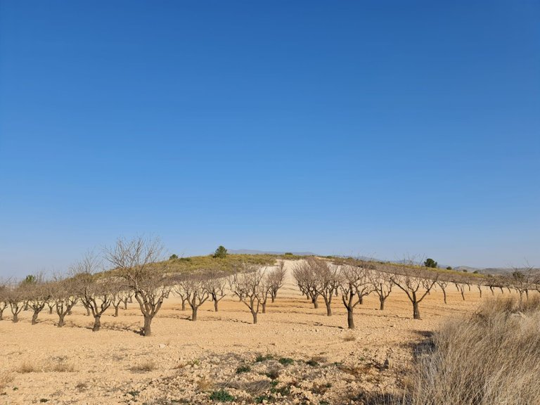 Plot for Sale in Jumilla, Murcia 2