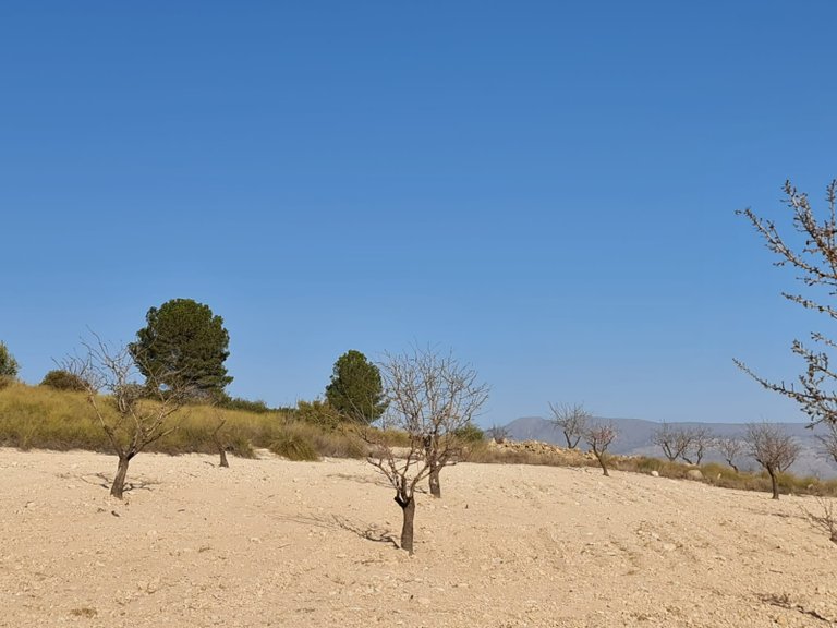 Plot for Sale in Jumilla, Murcia 7