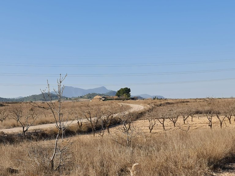 Plot for Sale in Jumilla, Murcia 7