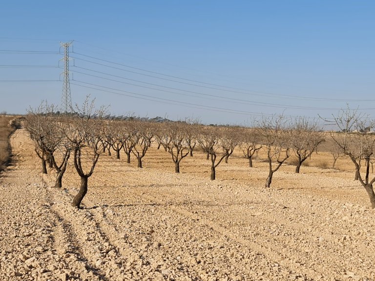 Plot for Sale in Jumilla, Murcia 6
