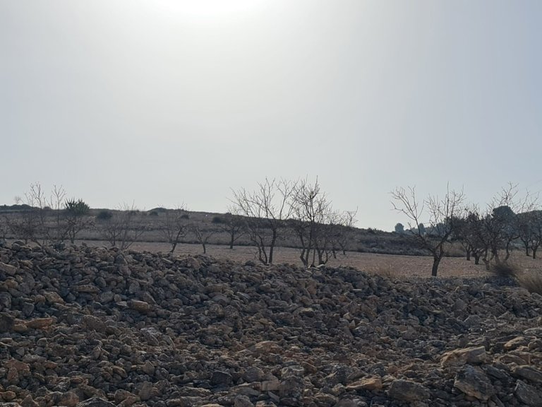 Plot for Sale in Jumilla, Murcia 9