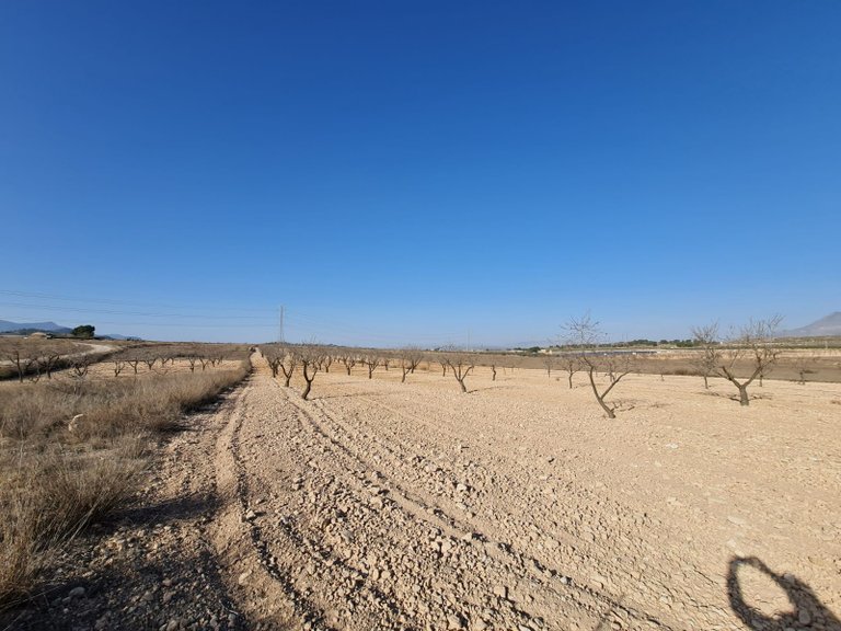 Plot for Sale in Jumilla, Murcia 5