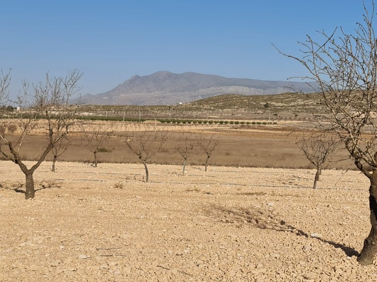Plot for Sale in Jumilla, Murcia 2