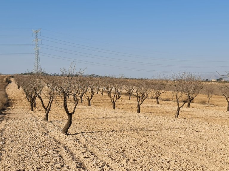 Plot for Sale in Jumilla, Murcia 1