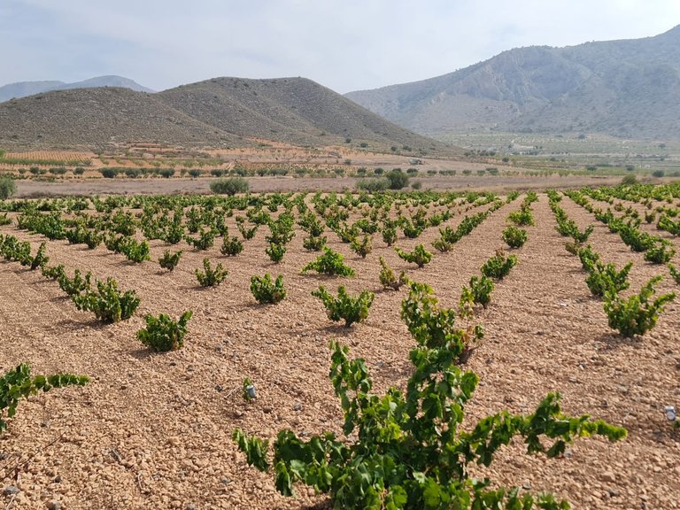 Plot for Sale in Abanilla, Murcia 3