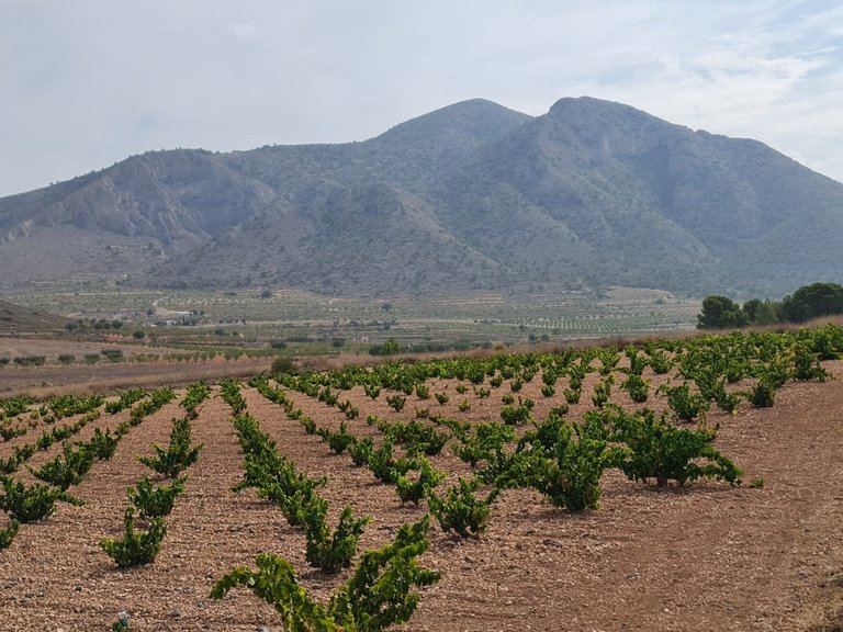 Plot for Sale in Abanilla, Murcia 8