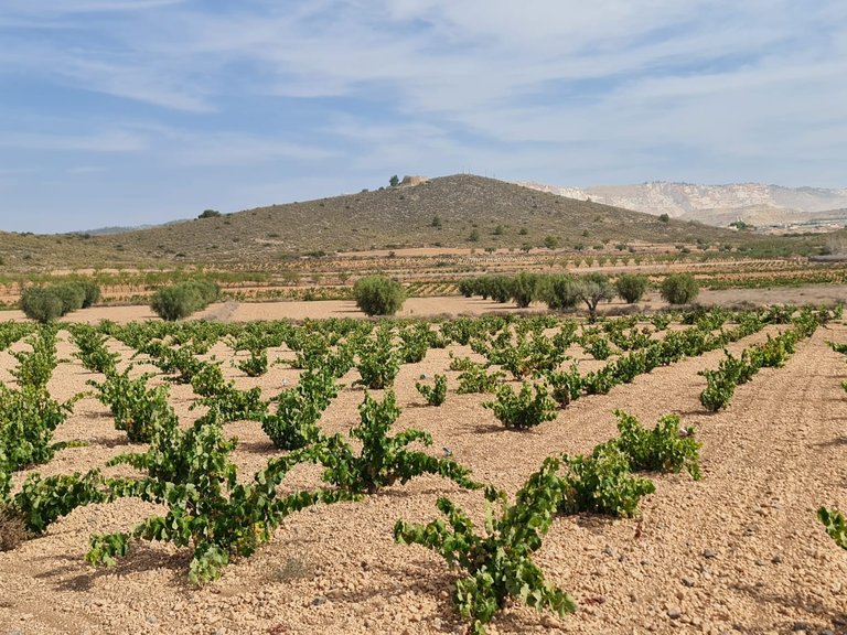 Plot for Sale in Abanilla, Murcia 6