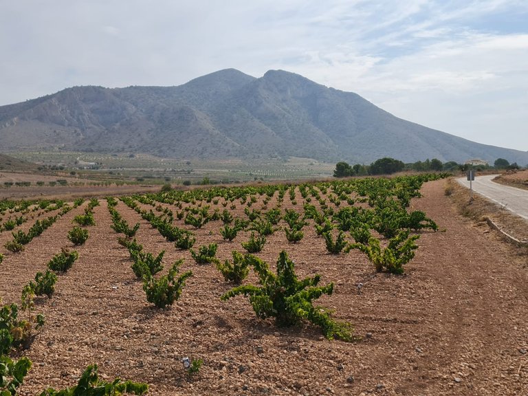 Plot for Sale in Abanilla, Murcia 11