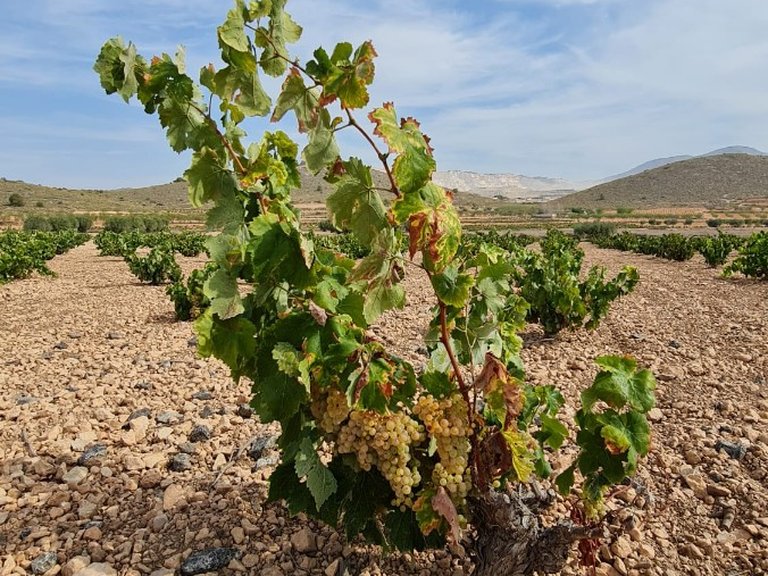 Plot for Sale in Abanilla, Murcia 4