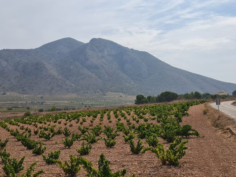 Plot for Sale in Abanilla, Murcia 5