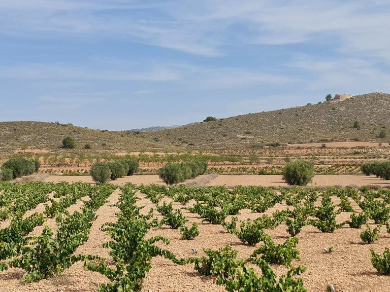 Plot for Sale in Abanilla, Murcia 12