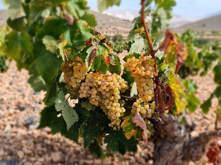 Plot for Sale in Abanilla, Murcia 2