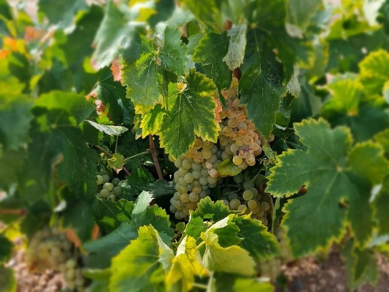 Plot for Sale in Abanilla, Murcia 1