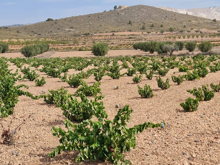 Plot for Sale in Abanilla, Murcia 13