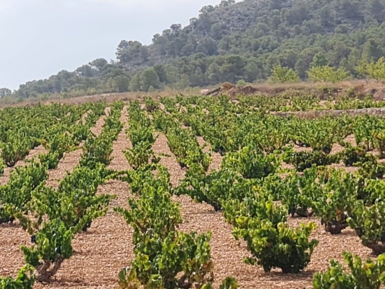 Plot for Sale in Abanilla, Murcia 3