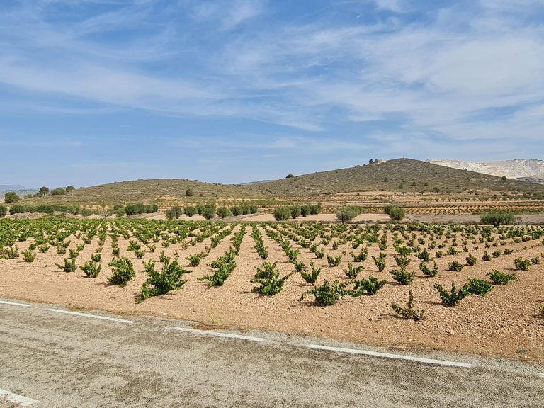 Plot for Sale in Abanilla, Murcia 2