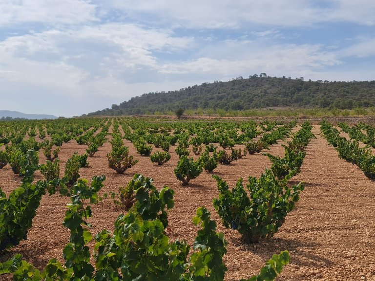 Plot for Sale in Abanilla, Murcia 8