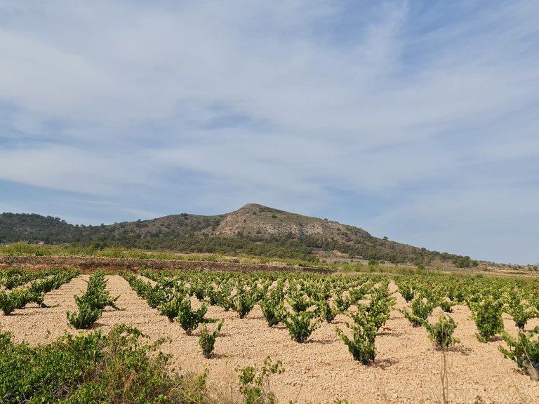 Plot for Sale in Abanilla, Murcia 9