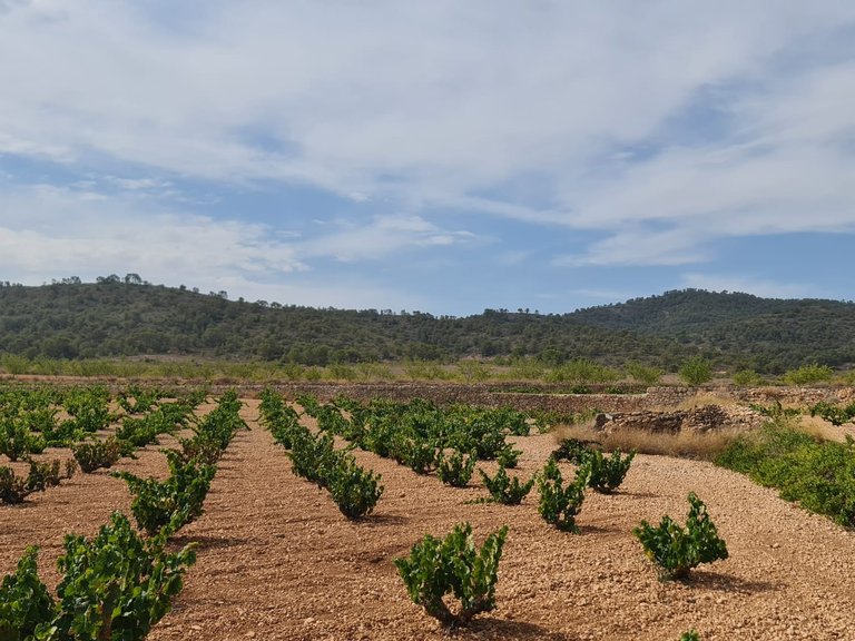 Plot for Sale in Abanilla, Murcia 7