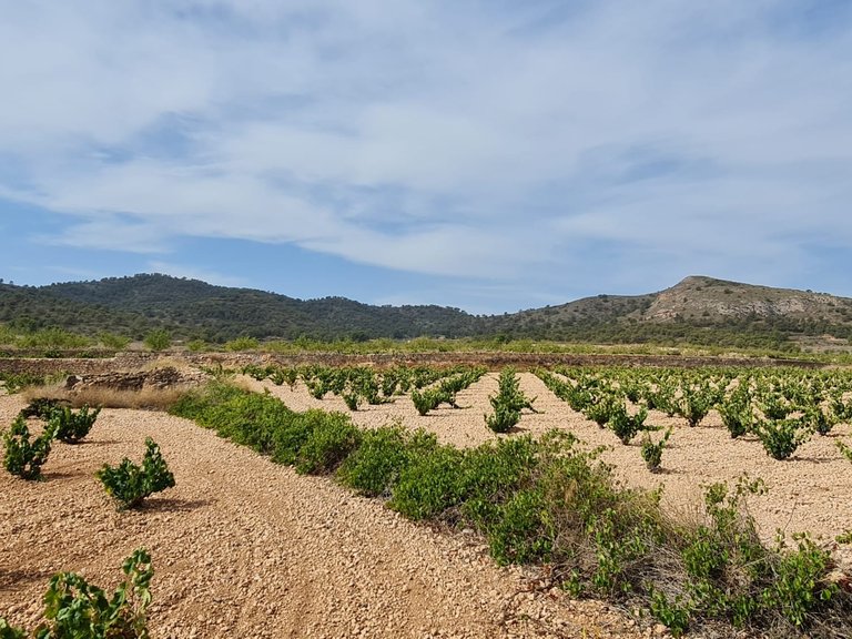 Plot for Sale in Abanilla, Murcia 6